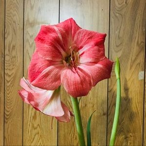 Meet your Posher, Fanny